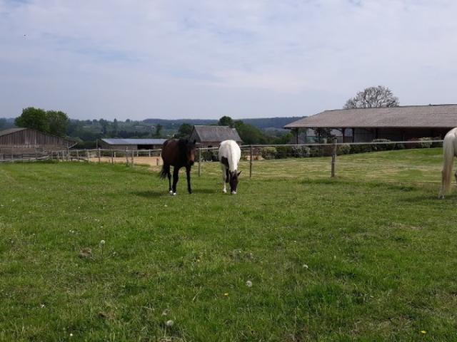 PENSION DE PROPRIETAIRES de chevaux région BAYEUX SAINT LO en NORMANDIE