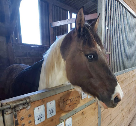 Cheval en box