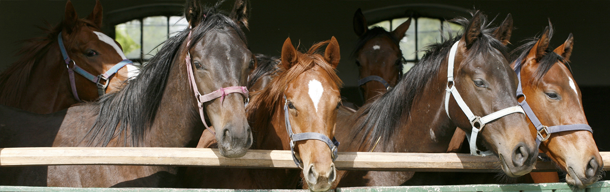 Pensions pour chevaux